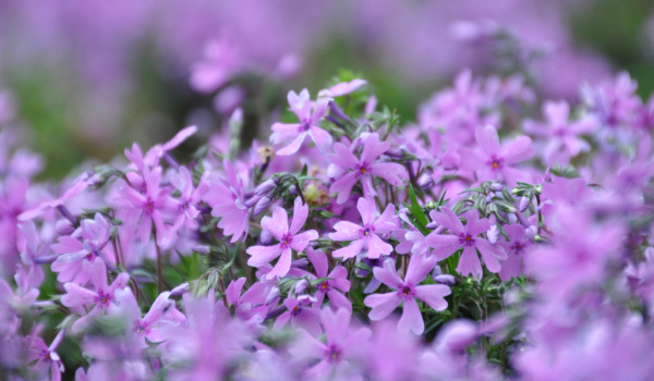 シバザクラ（芝桜）