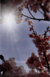 春光と桜