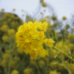 菜の花