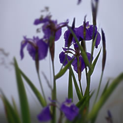 菖蒲花咲く