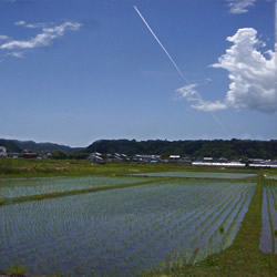 田圃と五月の空