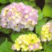 紫陽花