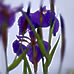 花菖蒲