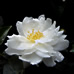 山茶花