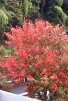 楓の紅葉