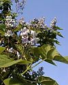桐の花