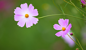 秋桜