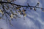 若い桜