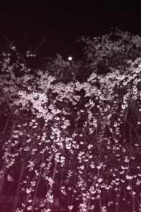 桜 19kbyte