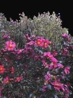 山茶花