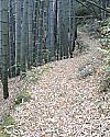 竹の冬