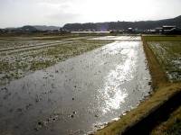 春の田圃