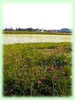 田植え済んで