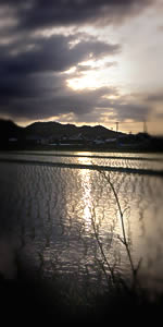 田圃と雲間の夕日