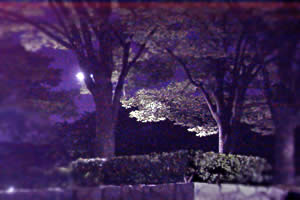 夜の公園