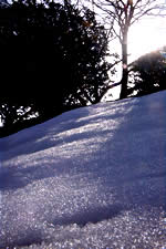 残雪