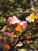 朝の花水木