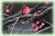 紅梅