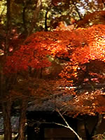 紅葉谷