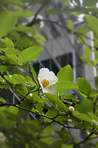 夏椿