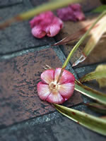 落花（芙蓉）