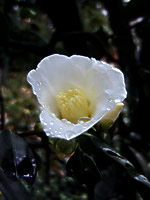 雨の日の山茶花