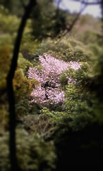 山桜