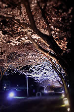 夜桜の並木
