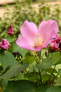 芙蓉