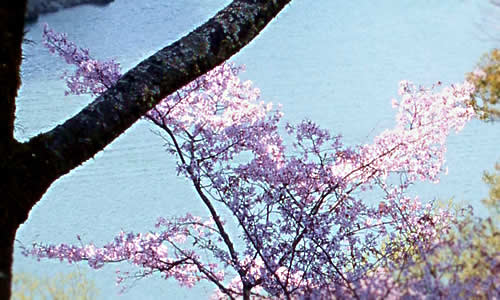 山桜の花