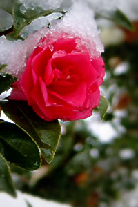 雪と山茶花