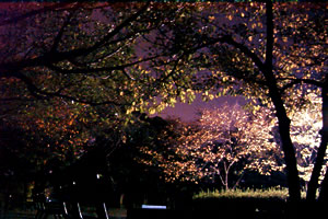 桜紅葉