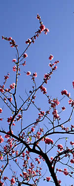 桃の花開く