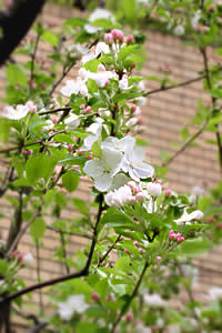 りんごの花