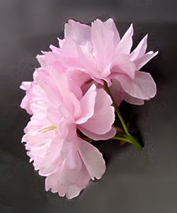 八重桜