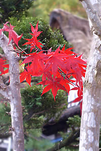 韓紅花の葉