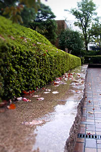 小雨の跡