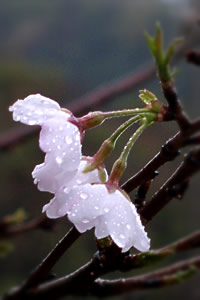 春時雨