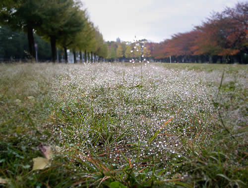 草露