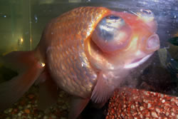 魚類代表・桃華