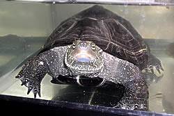 爬虫類代表・タツノリ