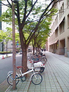 並木