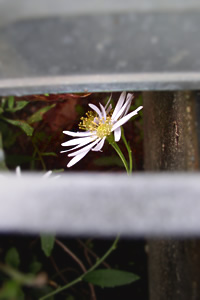 足下の花