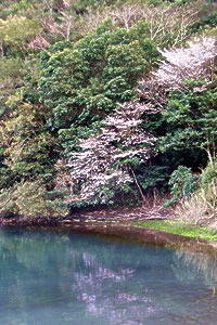 ゆかし潟の桜