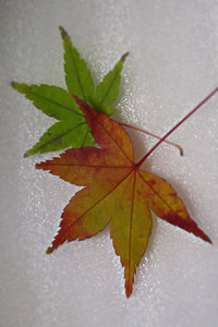 紅葉