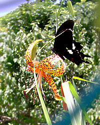 夏の花