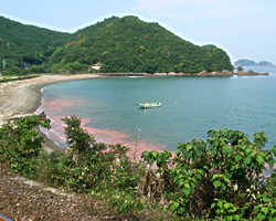 赤潮