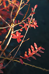 紅葉