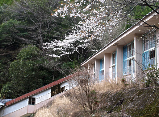 出合小学校校舎と桜