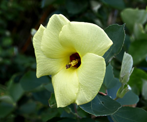 ハマボウの花